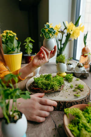 Little girl decorating nest with green moss for eggshell with cucumber sprouts in it on the wooden table at home. Creative DIY idea for festive Easter decoration. selective focus.の写真素材