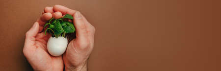 Male hands holding eggshell with cucumber sprouts on brown background with blank space for text....