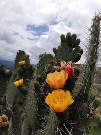 Close up view of cactus flower with big orange blossoms.