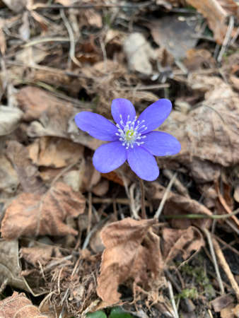 Light blue hepatica flower (liverleaf, liverwort) is blooming on the woodland surrounded by dry...