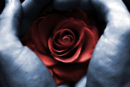 Hands holding a red rose.の写真素材