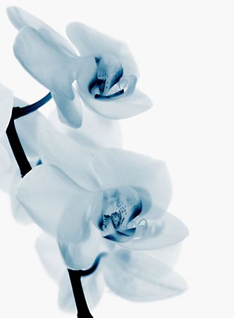 Orchids on white backgroundの写真素材