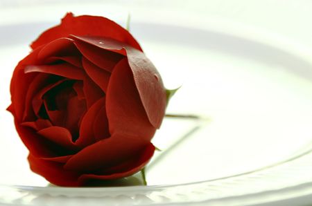 Red rose on white plateの写真素材