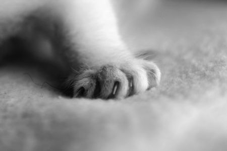 A kittens paw in black and whiteの写真素材