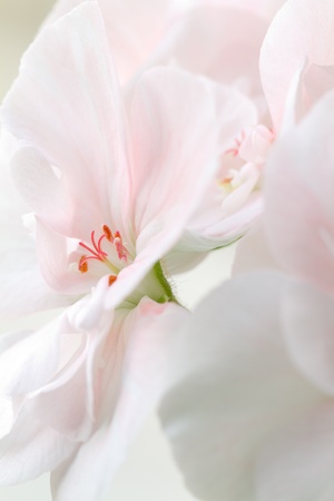 Details of a pink flower in bloomの写真素材