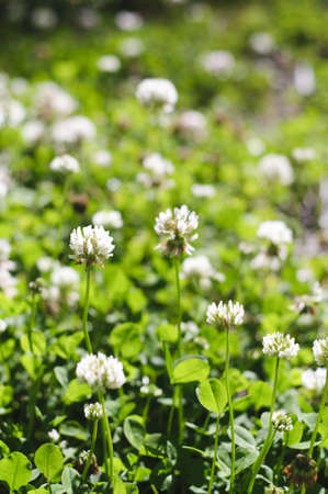 White cloverの写真素材