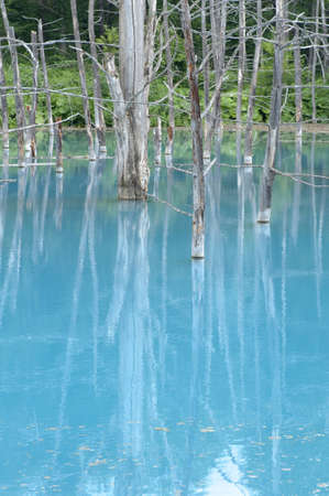 The blue pond of the famous tourist resort in Biei, Hokkaido, Japan.Takne at 18Jul2012の写真素材