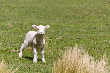 Cute baby lamb