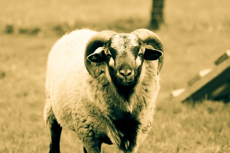 Sheep loking courious on tons of sepiaの写真素材