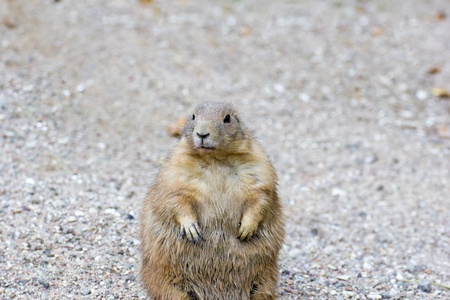 Prairie dog in alertの写真素材