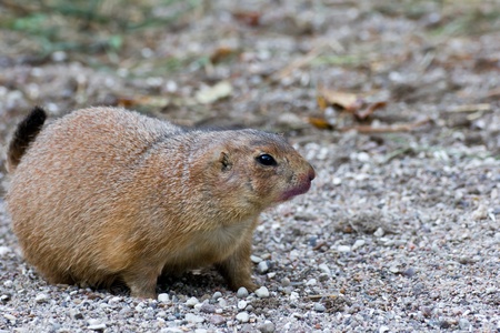 Prairie dog in alert