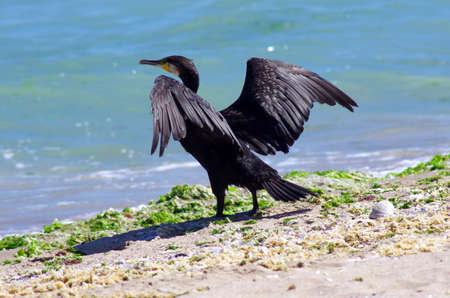 Cormorant, drying its wings under the summer sunの写真素材