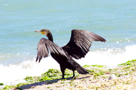 Phalacrocorax carbo Great cormorant Drying the wingsの写真素材