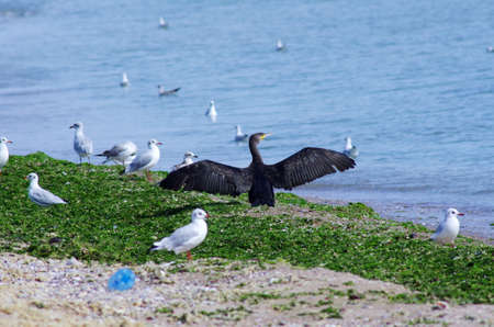 Phalacrocorax carbo Great cormorant such as pterodactylの写真素材
