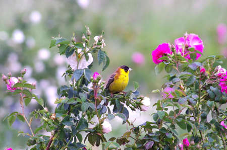 Emberiza melanocephala Black headed bunting Rest of the rose bush