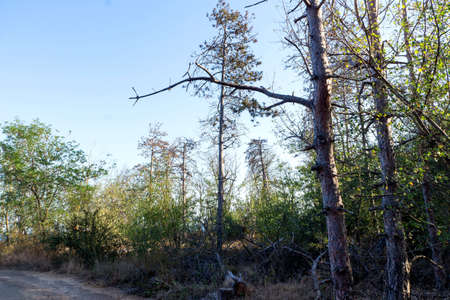 Enchanted forestの写真素材