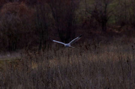 Circus cyaneus Northern Harrier the flying hunterの写真素材