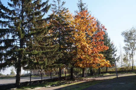 Deep autumn and the treesの写真素材