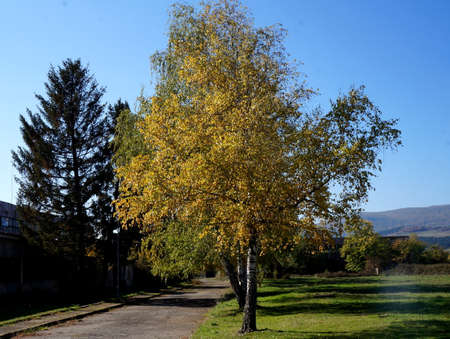 Golden autumn has already comeの写真素材