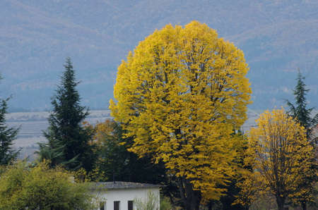 Autumn landscape. Waiting for the new revivalの写真素材