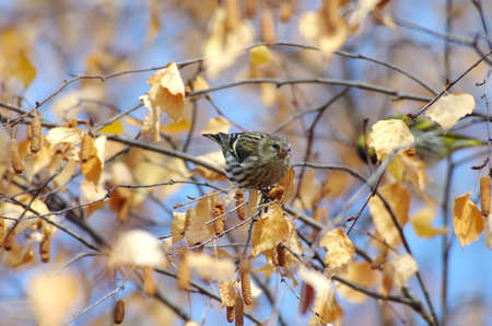 Spinus spinus Lens viewの写真素材