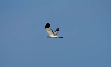 Circus cyaneus The winged stranger in the skyの写真素材