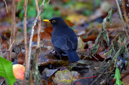 Turdus merula in search of foodの写真素材