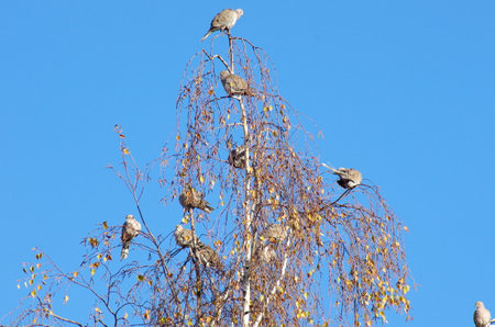 Streptopelia decaocto rest on the branches of the tree