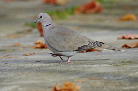 Streptopelia decaocto Rest in the branches of the treeの写真素材