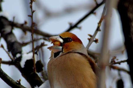Coccothraustes coccothraustes In winter, any food is deliciousの写真素材