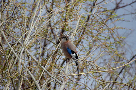 Garrulus glandarius It's time to make a new nest It's time to make a new nestの写真素材