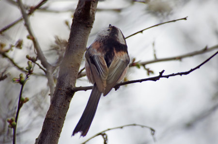 Aegithalos caudatus Long tailed tit What's on the branch above meの写真素材