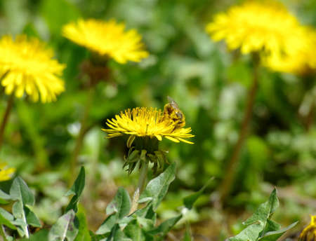 Apis mellifera Honey bee loaded with flower dustの写真素材