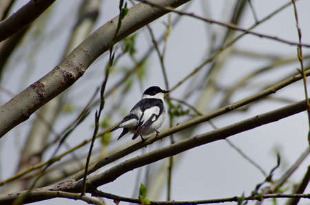 Ficedula albicollis Collared Flycatcher A living spring flowerの写真素材