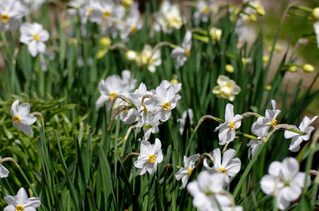 White Narcissus. Spring in the flower gardenの写真素材