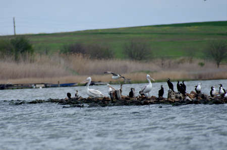 Pelecanus crispus holiday by the sea after a long flightの写真素材