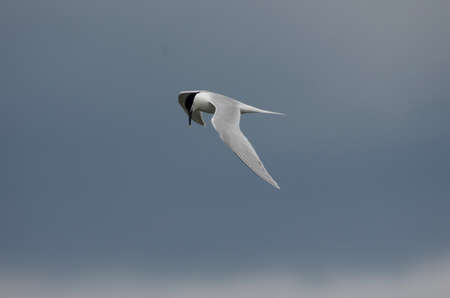 Thalasseus sandvicensis flight in search of foodの写真素材