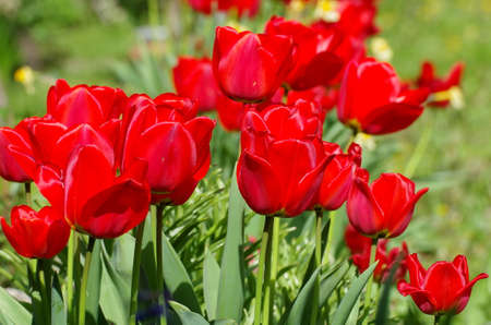 Tulips. Spring in red. The beauty of the flower gardenの写真素材