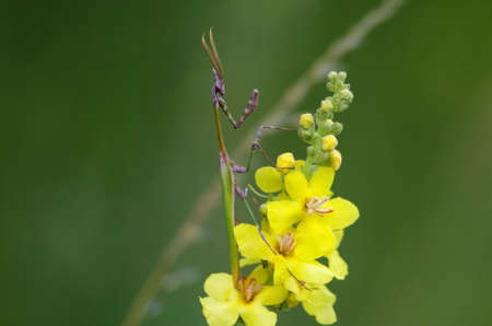 Empusa fasciata. One of the rare species of mantises in Europeの写真素材
