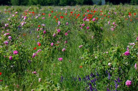 Organic farming in the Rose Valleyの写真素材