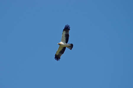 Hieraaetus pennatus.Booted Eagle.One of the rare birds in Europeの写真素材
