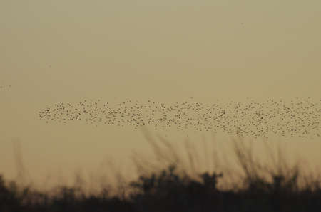 Sturnus vulgaris Flight against the setting sun.の写真素材