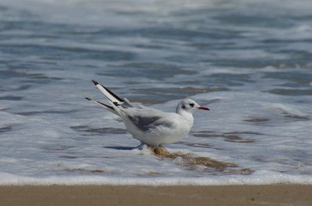 Chroicocephalus ridibundus under the last rays of the sunの写真素材