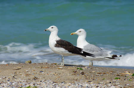Larus fuscus. A rare guest from the far northの写真素材