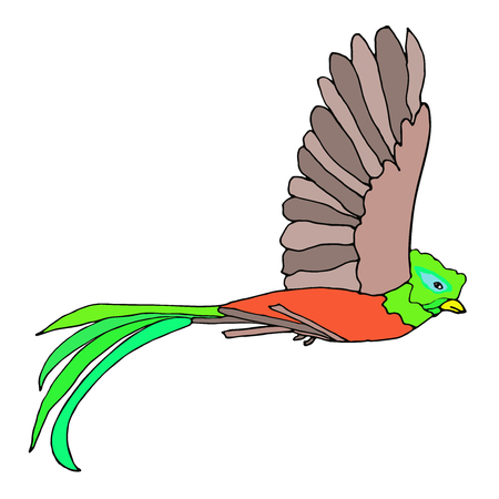 Quetzal Bird flying. Resplendent Quetzal. Vector illustration.のイラスト素材