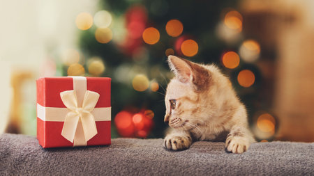 Cute little kitten playing with gift box on Christmas tree background.の写真素材
