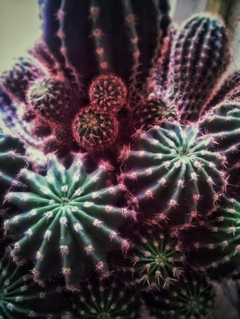 Cactusの素材