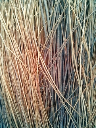 withy branchesの写真素材