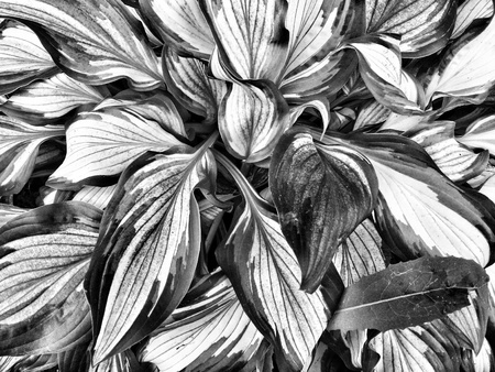black and white flowers and leaves patternの写真素材