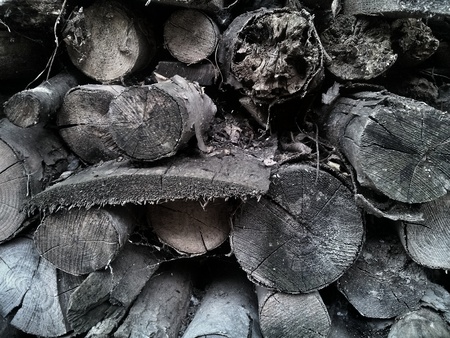 wood logの写真素材